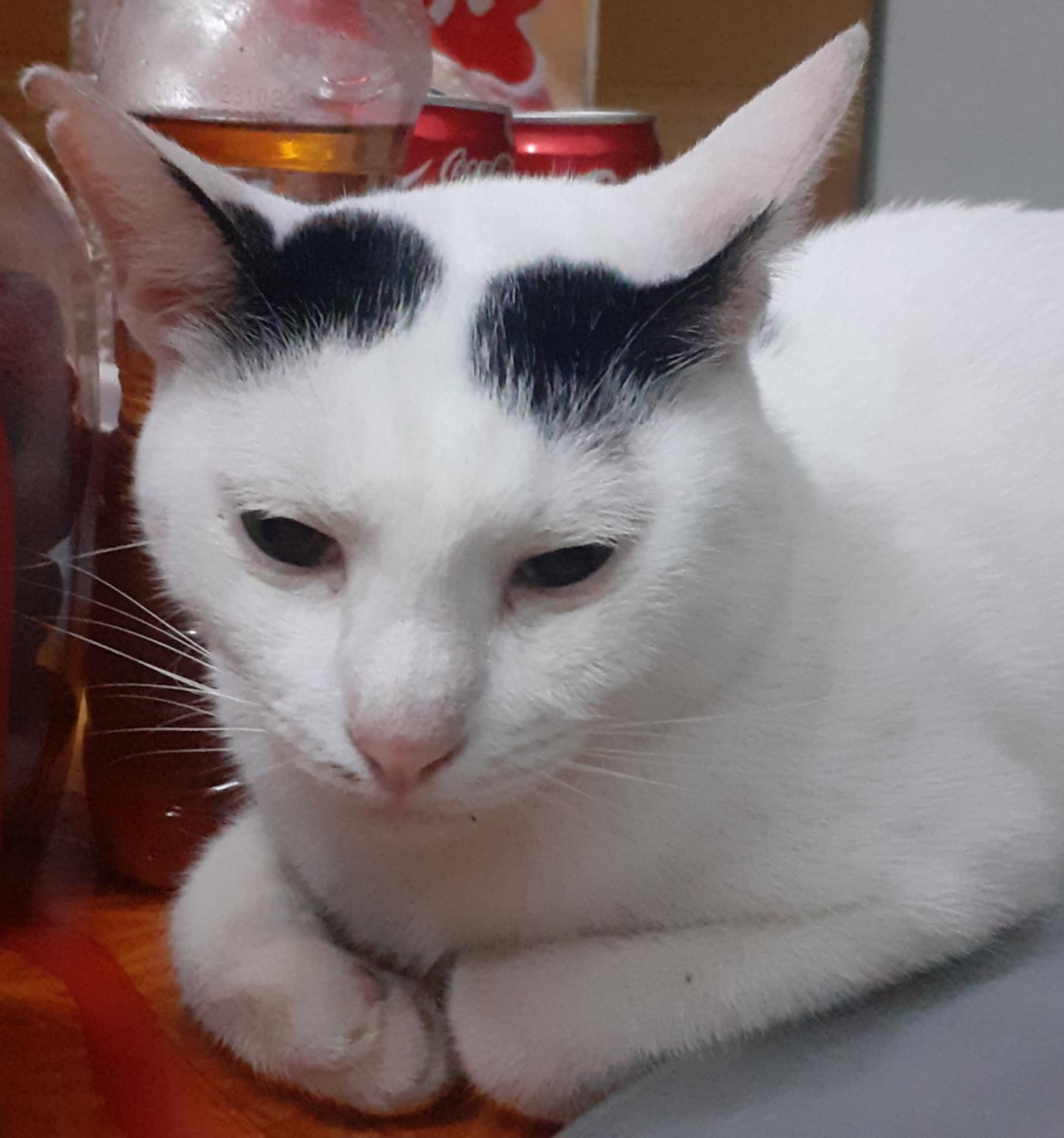 Đỗ Hồng Hạnh